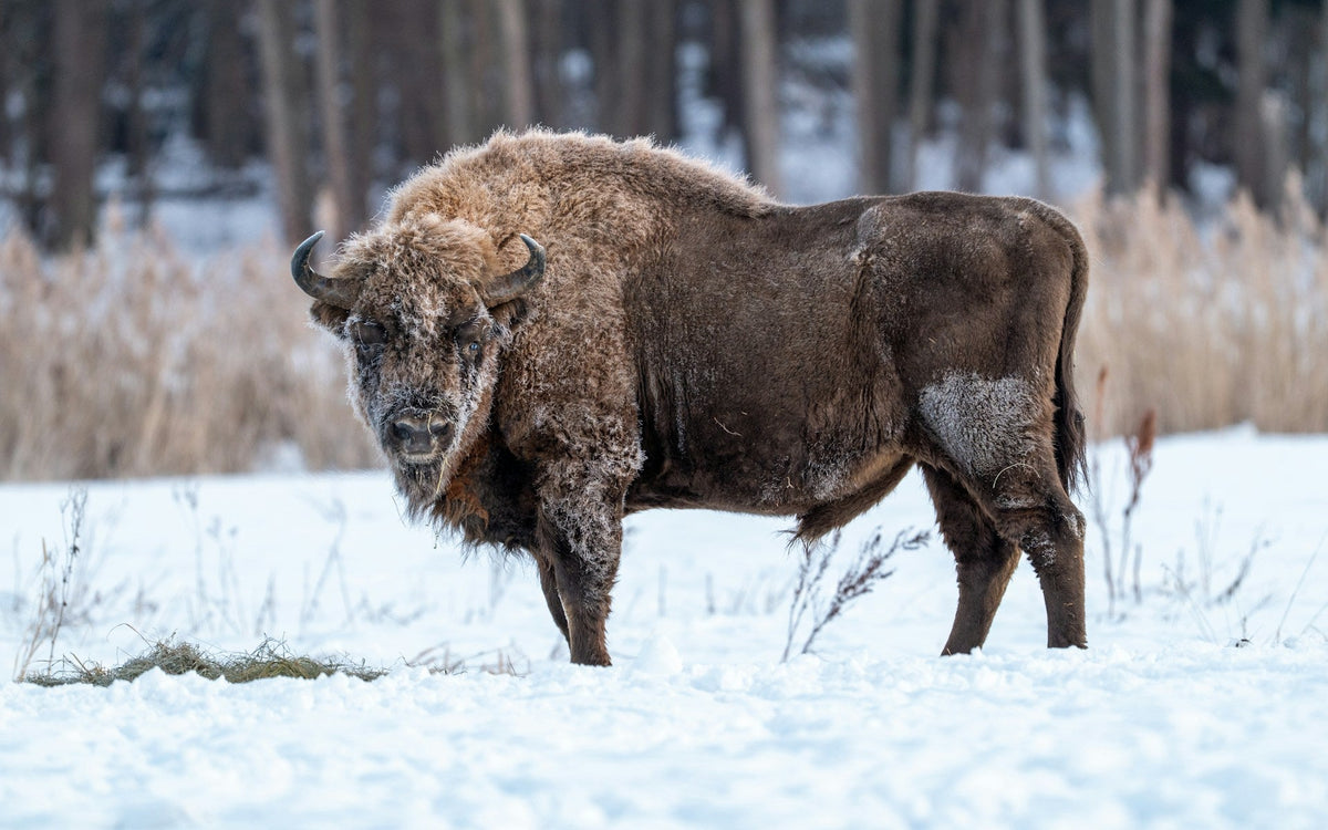 Autumn_in_Eastern_Poland_2026_A_Wildlife_Photographer_s_Guide_to_Bialowieza