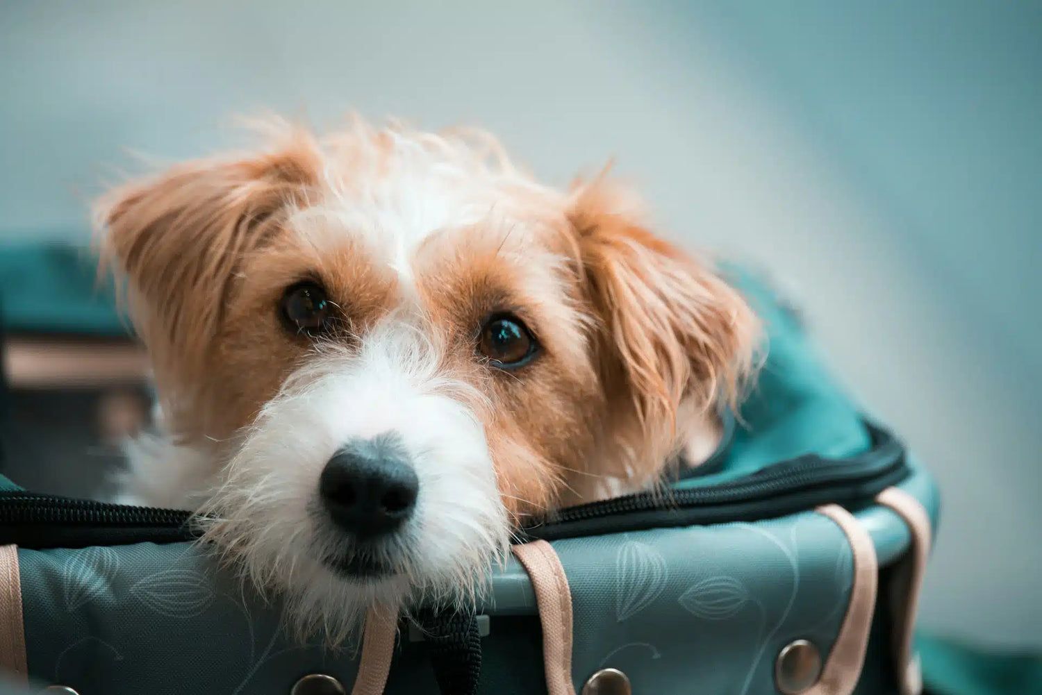 Flying With Your Dog What To Do Before Your First Trip