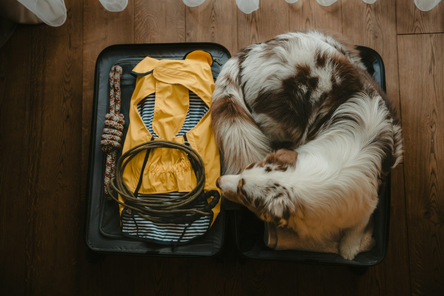 How to Transport Dog Food When Traveling by Plane